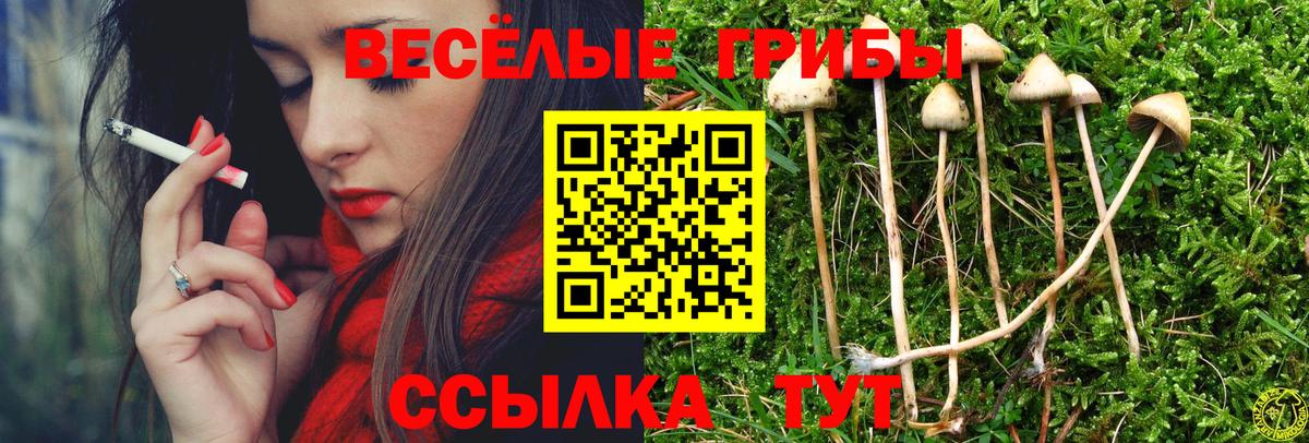 Галлюциногенные грибы Psilocybe Камышин